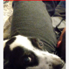 Runaway dog offer Legal Services Runaway dog offer Legal Services