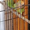 Peach faced lovebirds  offer Items For Sale