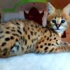 Serval kittens available  offer Items For Sale