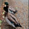 Rouen male ducks  offer Free Stuff