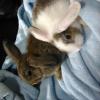 Dwarf rabbits