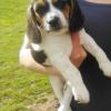 Purebred beagles for sale offer Items For Sale