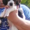Purebred beagles for sale  offer Items For Sale