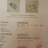 2 cttw diamond stud earrings 14k screwbacks with $21k g.i.a certified appraisal  offer Jewelries