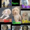 F2 Labradoodles For Sale