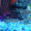 Convict Cichlids $1.00 each offer Items For Sale