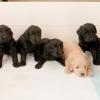 CKC golden doodle pups offer Items For Sale