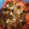 Free Kittens 8 weeks old offer Community