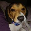 3 month old male beagle puppy  offer Community