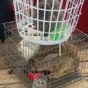 3 rabbits for sale 