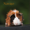 Guinea pig male $25.00 offer Items For Sale