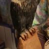 Chainsaw art eagle