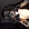 Miniature long haired Dachshunds  offer Items Wanted