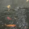 Koi fish offer Items For Sale