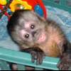 Spider monkey 3years old offer Items For Sale