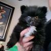 Pomeranian puppy 