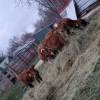 ***Four steers and a heifer for sale!!*** offer Items For Sale