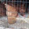 RED RHODE ISLAND LAYING HENS  offer Items For Sale