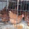 RED RHODE ISLAND LAYING HENS 
