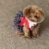 Apricot Female Toy Poodle for Sale  offer Items For Sale