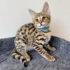 F1 savannah male kitten available  offer Home and Furnitures