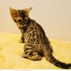 Able Bengal kittens offer Kid Stuff