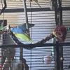 Proven Parrotlet Breeding Pair