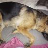New Home for Pair of Pure Bred German Shepherds 
