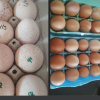 Poultry eggs offer Community