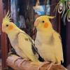 Cockatiels offer Items For Sale
