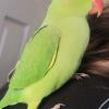 Hand fed, tame Indian ringnecks offer Items For Sale