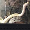 Albino ball python and cage for sale  offer Items Wanted