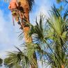 Tree Service offer Professional Services