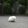 Cute little teacup Pomeranian puppy  offer Free Stuff