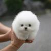 Cute little teacup Pomeranian puppy 