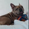 Missing French Bull Dog !!!!*** offer Items Wanted