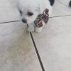 Maltipoo  offer Garage and Moving Sale