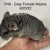 P46 Gray Female Baby Chinchilla Weans 9/20/23