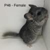 P46 Gray Female Baby Chinchilla Weans 9/20/23