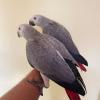  2 year old African grey male. and Female