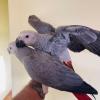 2 Years Old African Grey For Sale.. Text me +1(305) 768-1047
