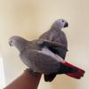  Hand reared African grey babies for sale .Text +1(305) 768-1047