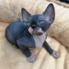Stunning Sphynx Kittens For Sale