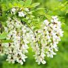 Wholesale of Acacia flowers from the manufacturer at optimal prices