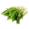 Wholesale of Wild garlic from the manufacturer at optimal prices
