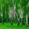 Wholesale of Birch leaves from the manufacturer at optimal prices