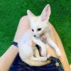 2 baby Fennec fox ready offer Business and Franchise