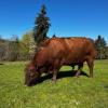 Red Angus herd sire offer Lawn and Garden