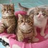 Exotic shorthair kittens