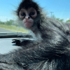 Spider monkey for sale  offer Items For Sale